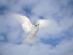 58058_wallpaper280.jpg